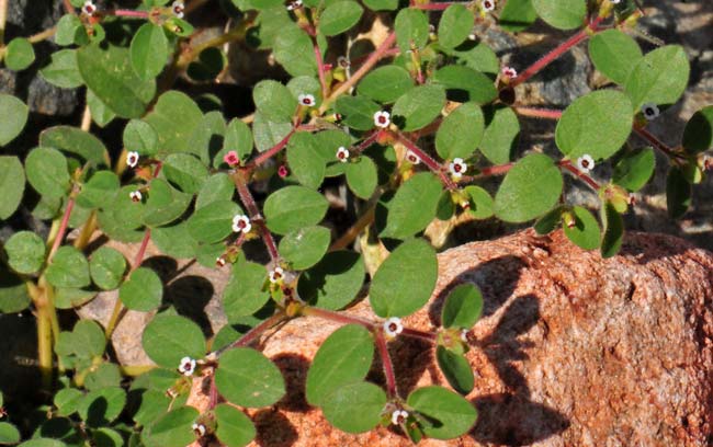 Chamaesyce arizonica, Arizona Sandmat, Southwest Desert Flora